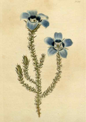 Reproducción/Reproduction 48783015567: The botanical cabinet. London :John & Arthur Arch ...,1817-1833.. 