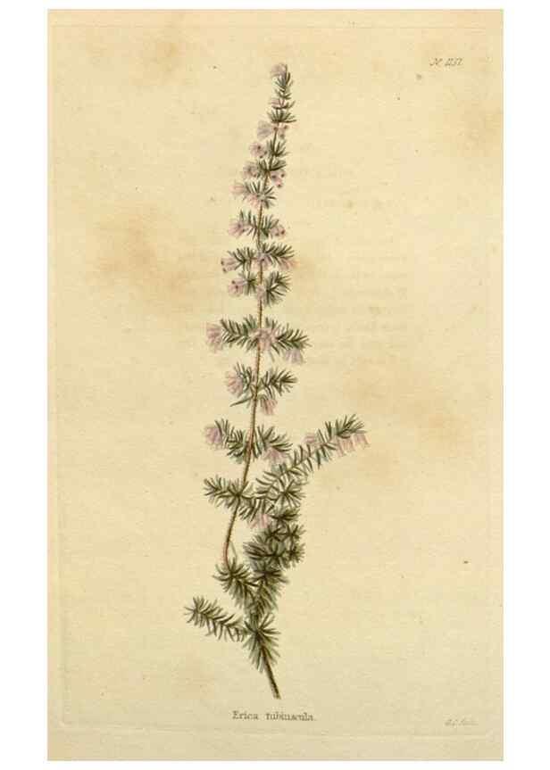 Reproducción/Reproduction 48783016012: The botanical cabinet. London :John & Arthur Arch ...,1817-1833.. 