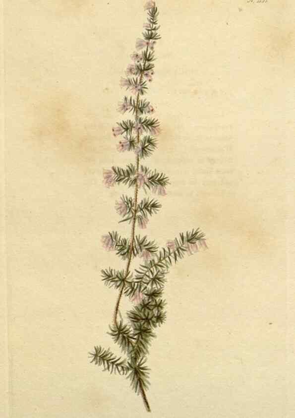 Reproducción/Reproduction 48783016012: The botanical cabinet. London :John & Arthur Arch ...,1817-1833.. 