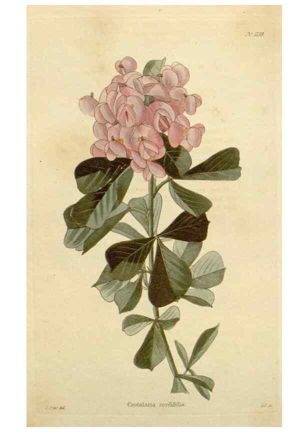 Reproducción/Reproduction 48782483728: The botanical cabinet. London :John & Arthur Arch ...,1817-1833.. 