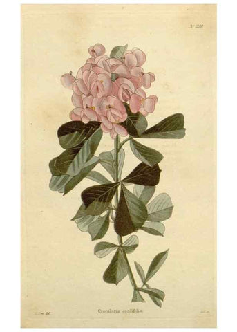 Reproducción/Reproduction 48782483728: The botanical cabinet. London :John & Arthur Arch ...,1817-1833.. 