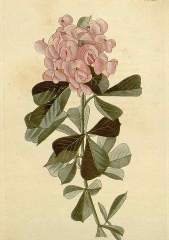 Reproducción/Reproduction 48782483728: The botanical cabinet. London :John & Arthur Arch ...,1817-1833.. 
