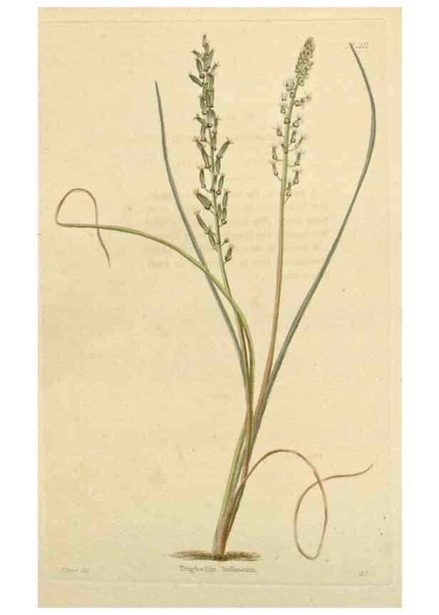 Reproducción/Reproduction 48782480713: The botanical cabinet. London :John & Arthur Arch ...,1817-1833.. 