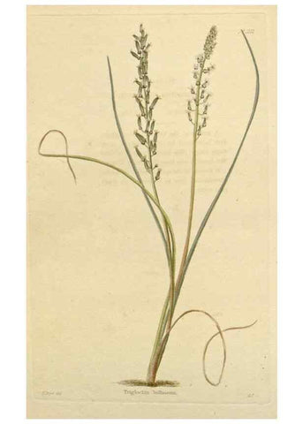 Reproducción/Reproduction 48782480713: The botanical cabinet. London :John & Arthur Arch ...,1817-1833.. 