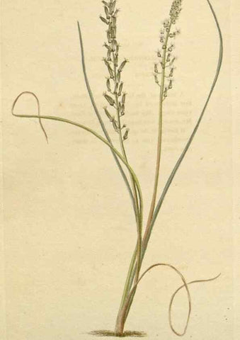 Reproducción/Reproduction 48782480713: The botanical cabinet. London :John & Arthur Arch ...,1817-1833.. 