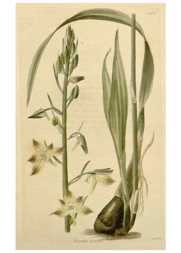 Reproducción/Reproduction 48783025342: The botanical cabinet. London :John & Arthur Arch ...,1817-1833.. 