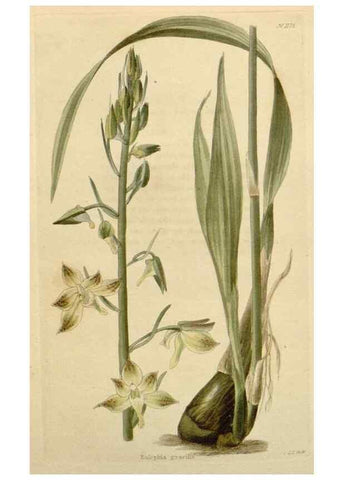 Reproducción/Reproduction 48783025342: The botanical cabinet. London :John & Arthur Arch ...,1817-1833.. 