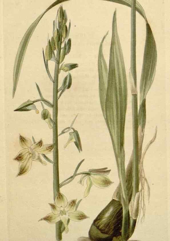 Reproducción/Reproduction 48783025342: The botanical cabinet. London :John & Arthur Arch ...,1817-1833.. 