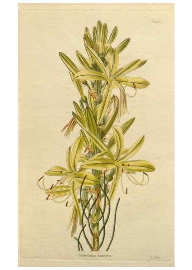 Reproducción/Reproduction 48782459078: The botanical cabinet. London :John & Arthur Arch ...,1817-1833.. 