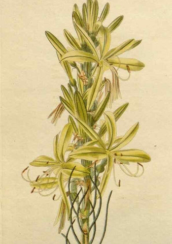 Reproducción/Reproduction 48782459078: The botanical cabinet. London :John & Arthur Arch ...,1817-1833.. 