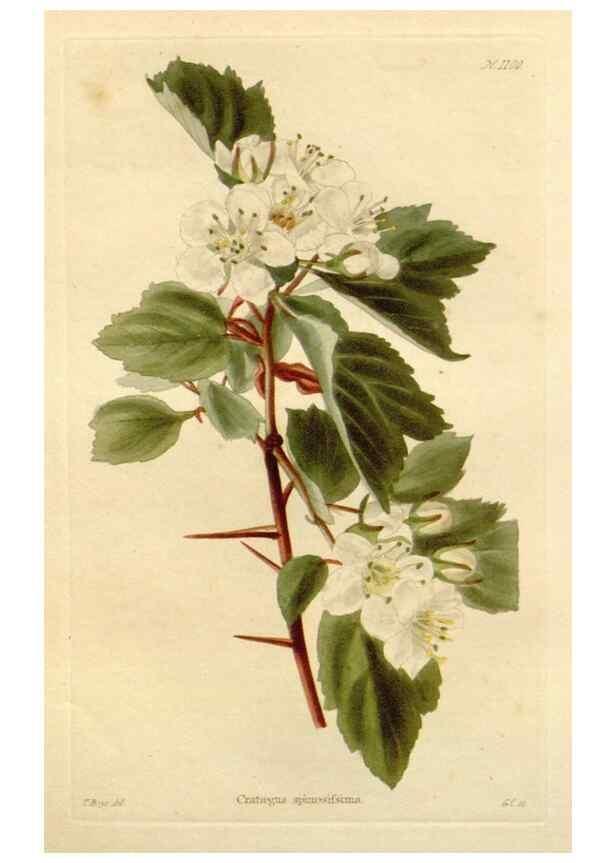 Reproducción/Reproduction 48782960997: The botanical cabinet. London :John & Arthur Arch ...,1817-1833.. 