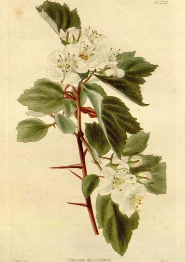 Reproducción/Reproduction 48782960997: The botanical cabinet. London :John & Arthur Arch ...,1817-1833.. 