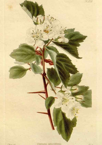 Reproducción/Reproduction 48782960997: The botanical cabinet. London :John & Arthur Arch ...,1817-1833.. 