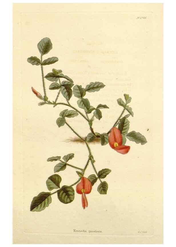 Reproducción/Reproduction 48782845057: The botanical cabinet. London :John & Arthur Arch ...,1817-1833.. 