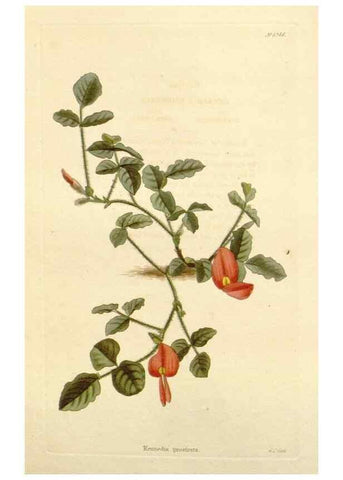 Reproducción/Reproduction 48782845057: The botanical cabinet. London :John & Arthur Arch ...,1817-1833.. 