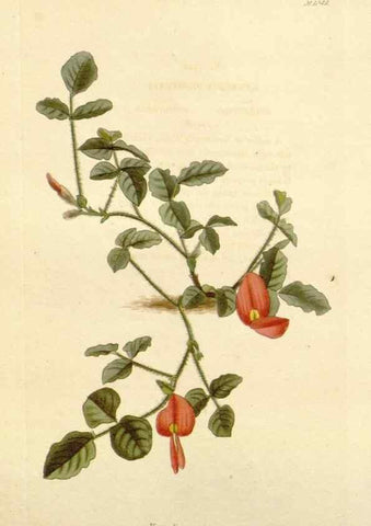 Reproducción/Reproduction 48782845057: The botanical cabinet. London :John & Arthur Arch ...,1817-1833.. 