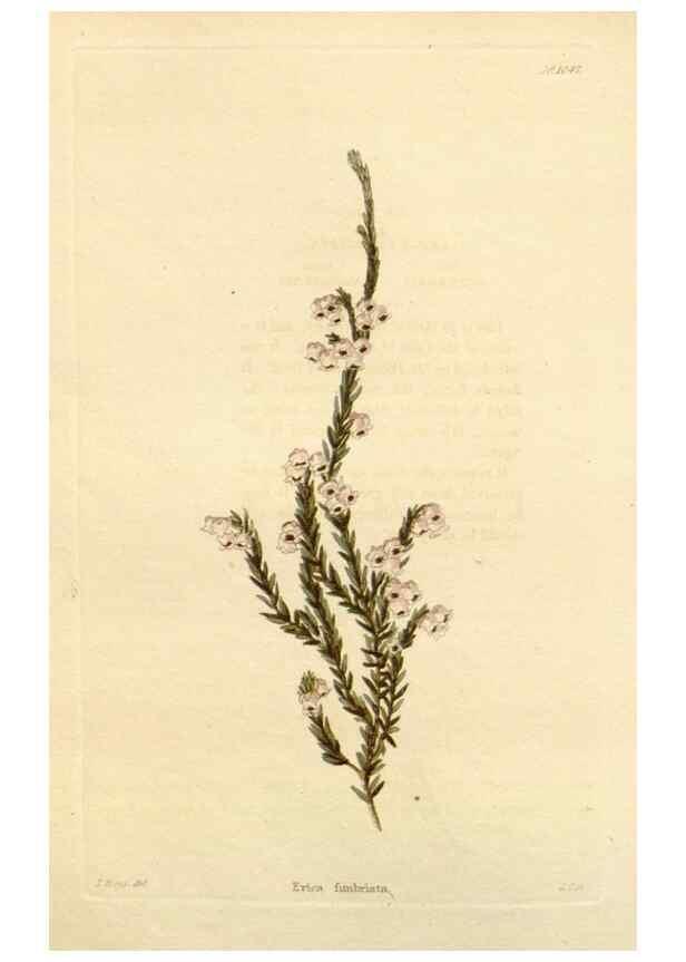 Reproducción/Reproduction 48782845422: The botanical cabinet. London :John & Arthur Arch ...,1817-1833.. 