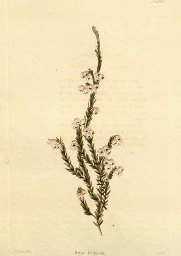 Reproducción/Reproduction 48782845422: The botanical cabinet. London :John & Arthur Arch ...,1817-1833.. 