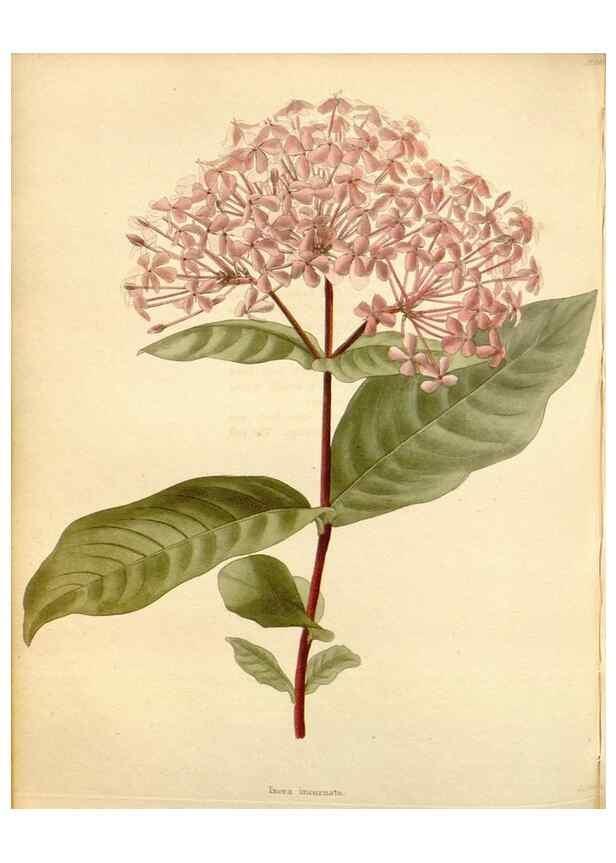 Reproducción/Reproduction 48782313018: The botanical cabinet. London :John & Arthur Arch ...,1817-1833.. 