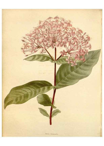 Reproducción/Reproduction 48782313018: The botanical cabinet. London :John & Arthur Arch ...,1817-1833.. 