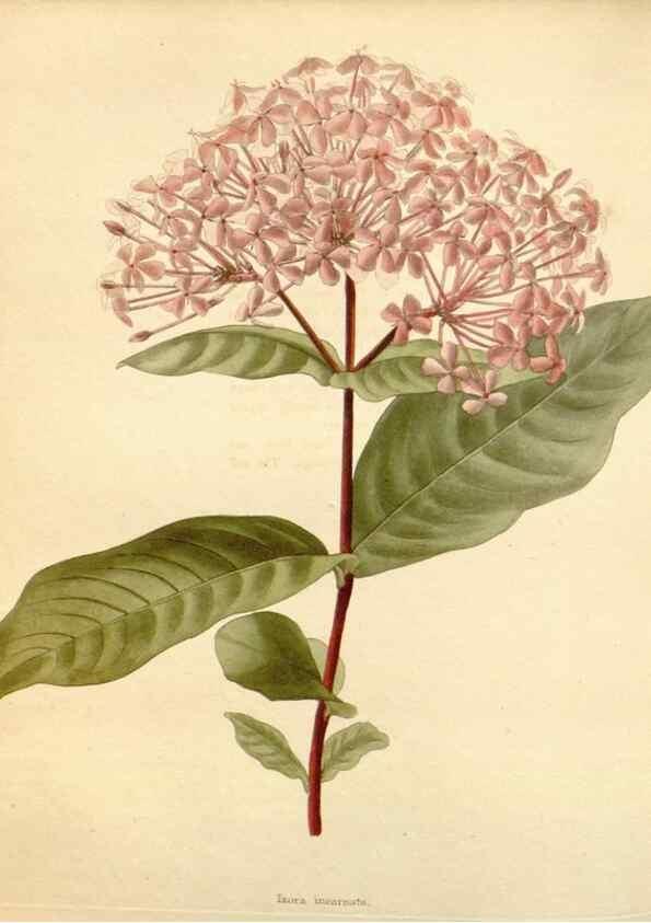 Reproducción/Reproduction 48782313018: The botanical cabinet. London :John & Arthur Arch ...,1817-1833.. 