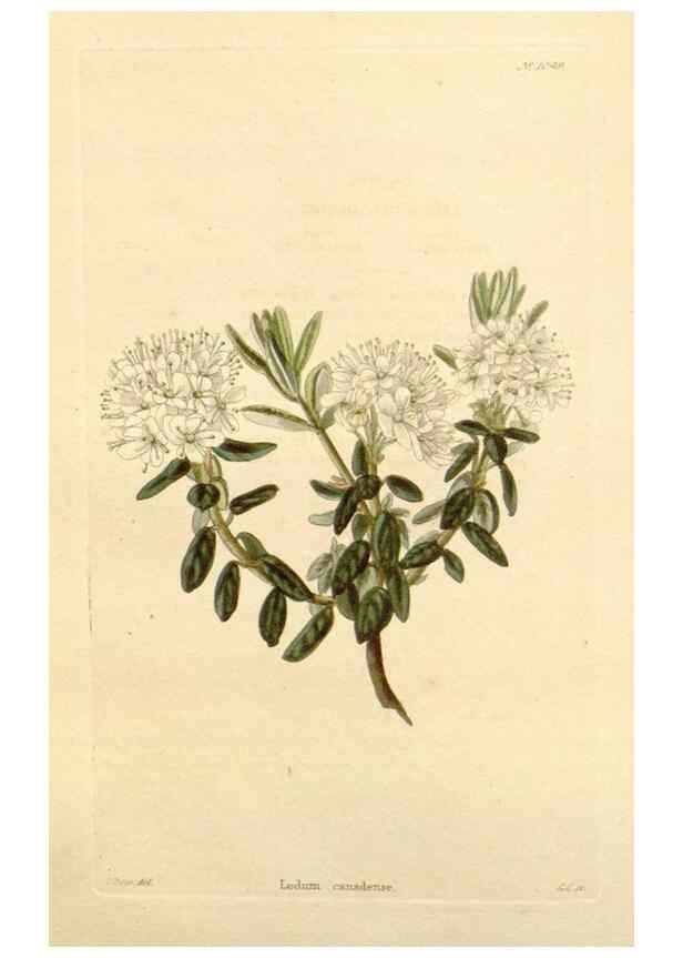 Reproducción/Reproduction 48782846057: The botanical cabinet. London :John & Arthur Arch ...,1817-1833.. 