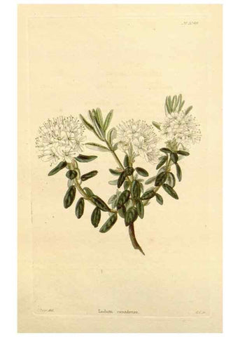 Reproducción/Reproduction 48782846057: The botanical cabinet. London :John & Arthur Arch ...,1817-1833.. 