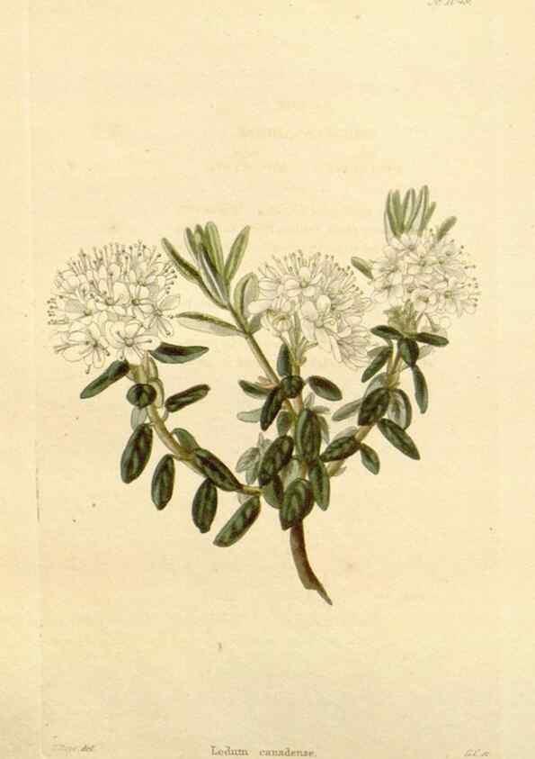 Reproducción/Reproduction 48782846057: The botanical cabinet. London :John & Arthur Arch ...,1817-1833.. 