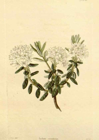 Reproducción/Reproduction 48782846057: The botanical cabinet. London :John & Arthur Arch ...,1817-1833.. 