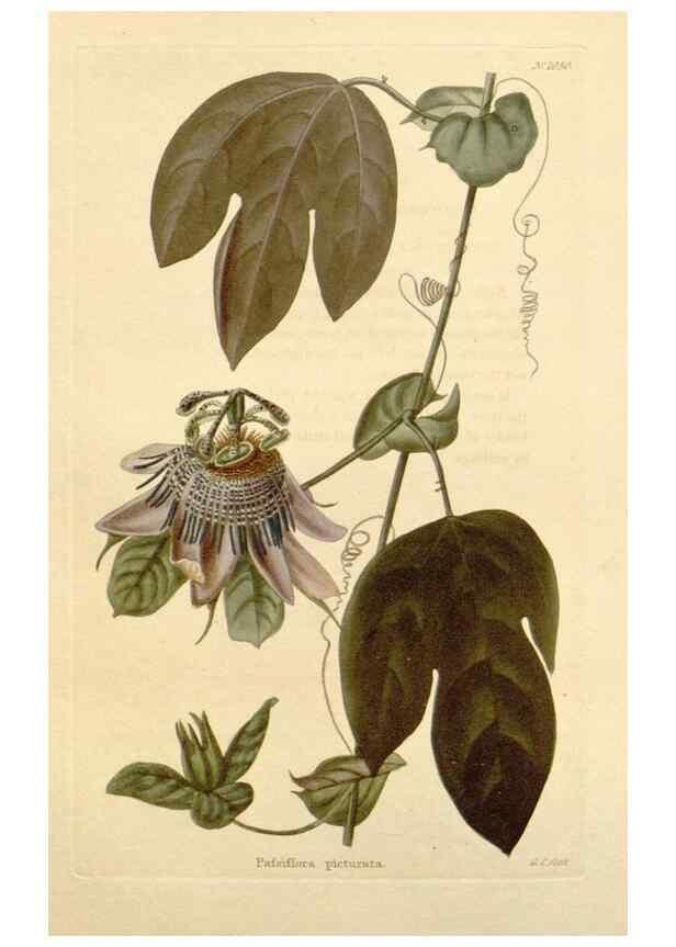 Reproducción/Reproduction 48782313763: The botanical cabinet. London :John & Arthur Arch ...,1817-1833.. 