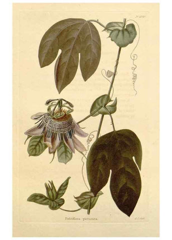 Reproducción/Reproduction 48782313763: The botanical cabinet. London :John & Arthur Arch ...,1817-1833.. 