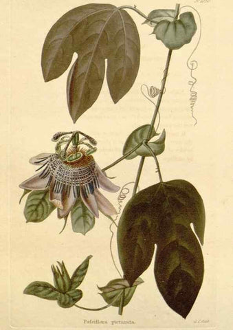 Reproducción/Reproduction 48782313763: The botanical cabinet. London :John & Arthur Arch ...,1817-1833.. 