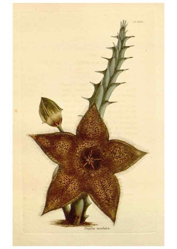 Reproducción/Reproduction 48782846852: The botanical cabinet. London :John & Arthur Arch ...,1817-1833.. 