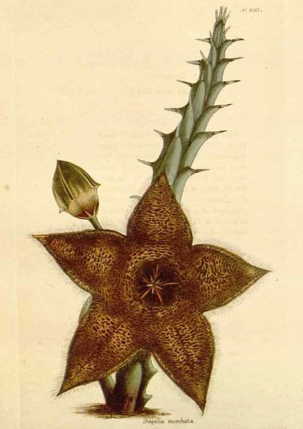 Reproducción/Reproduction 48782846852: The botanical cabinet. London :John & Arthur Arch ...,1817-1833.. 