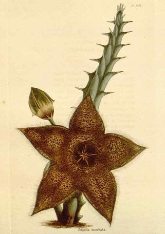 Reproducción/Reproduction 48782846852: The botanical cabinet. London :John & Arthur Arch ...,1817-1833.. 