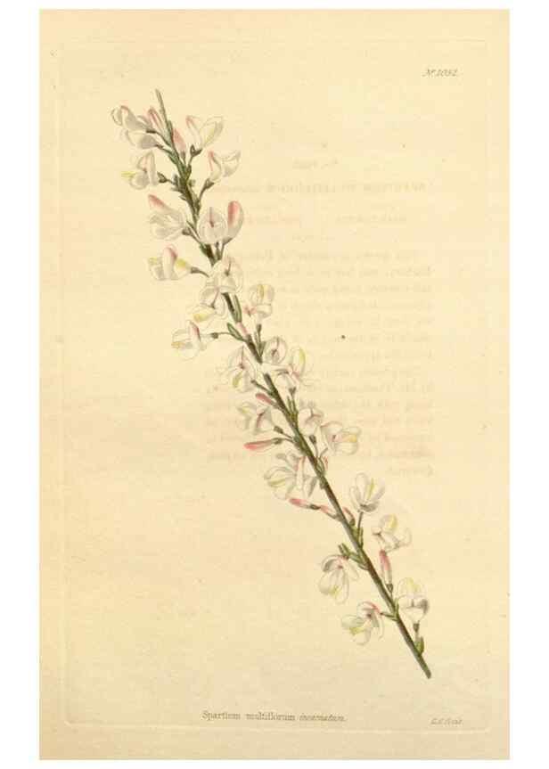 Reproducción/Reproduction 48782847162: The botanical cabinet. London :John & Arthur Arch ...,1817-1833.. 