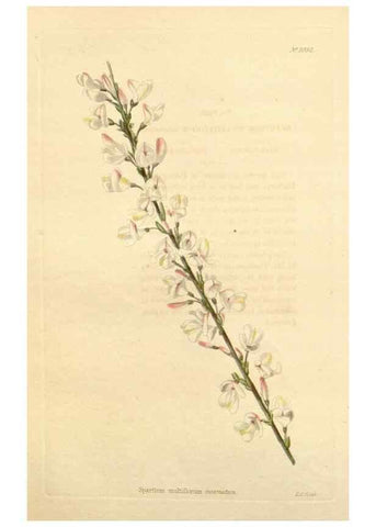 Reproducción/Reproduction 48782847162: The botanical cabinet. London :John & Arthur Arch ...,1817-1833.. 