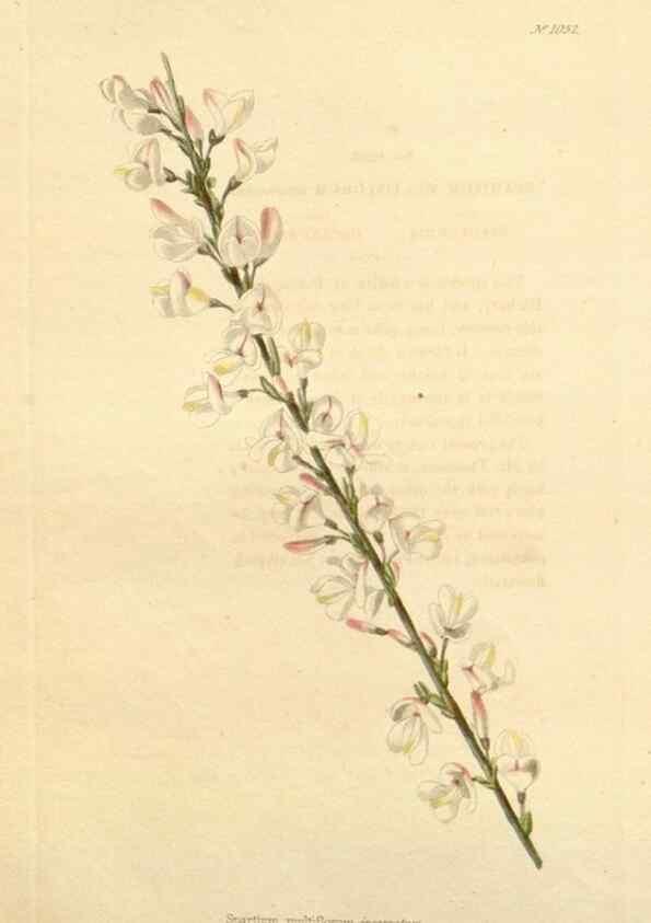 Reproducción/Reproduction 48782847162: The botanical cabinet. London :John & Arthur Arch ...,1817-1833.. 