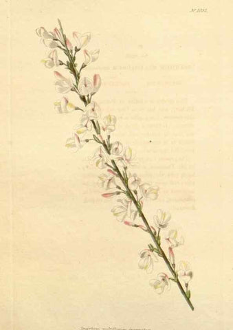 Reproducción/Reproduction 48782847162: The botanical cabinet. London :John & Arthur Arch ...,1817-1833.. 