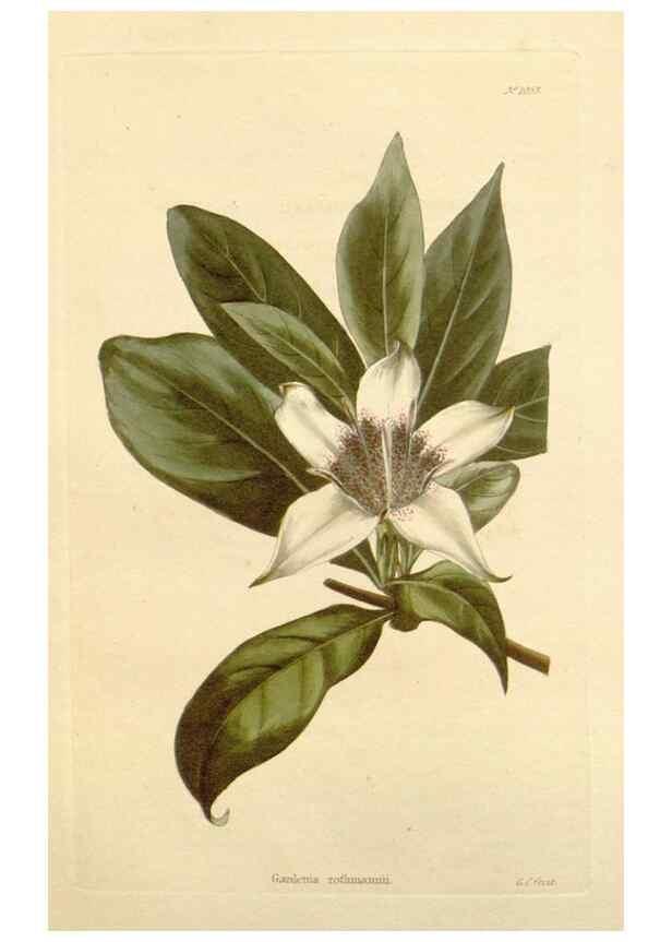 Reproducción/Reproduction 48782679331: The botanical cabinet. London :John & Arthur Arch ...,1817-1833.. 