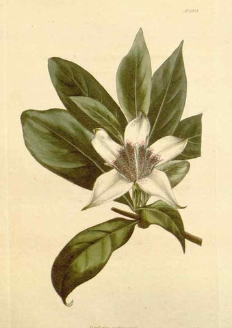 Reproducción/Reproduction 48782679331: The botanical cabinet. London :John & Arthur Arch ...,1817-1833.. 