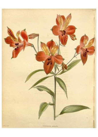 Reproducción/Reproduction 48782315118: The botanical cabinet. London :John & Arthur Arch ...,1817-1833.. 