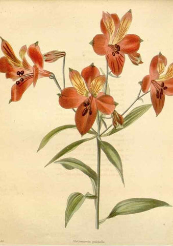 Reproducción/Reproduction 48782315118: The botanical cabinet. London :John & Arthur Arch ...,1817-1833.. 