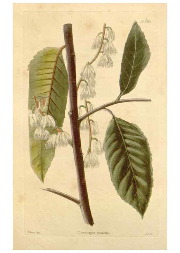 Reproducción/Reproduction 48782935447: The botanical cabinet. London :John & Arthur Arch ...,1817-1833.. 