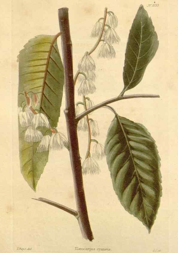 Reproducción/Reproduction 48782935447: The botanical cabinet. London :John & Arthur Arch ...,1817-1833.. 