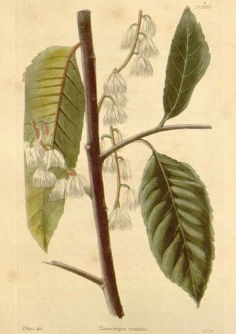 Reproducción/Reproduction 48782935447: The botanical cabinet. London :John & Arthur Arch ...,1817-1833.. 