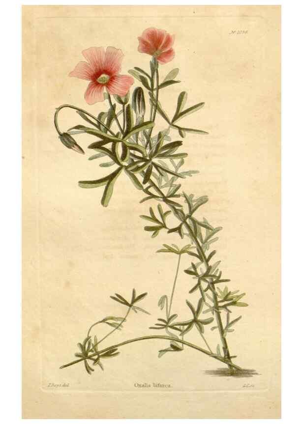 Reproducción/Reproduction 48782403548: The botanical cabinet. London :John & Arthur Arch ...,1817-1833.. 