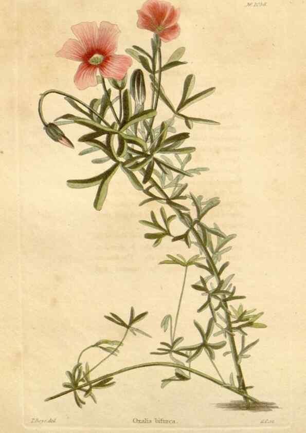 Reproducción/Reproduction 48782403548: The botanical cabinet. London :John & Arthur Arch ...,1817-1833.. 