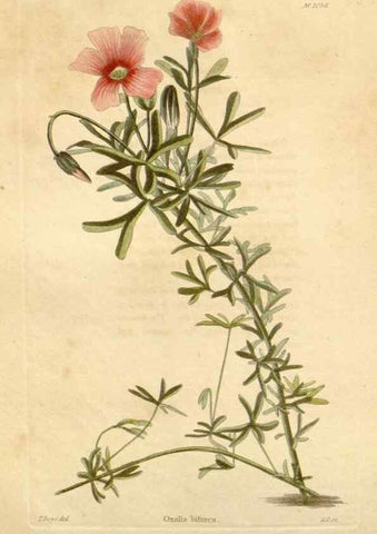 Reproducción/Reproduction 48782403548: The botanical cabinet. London :John & Arthur Arch ...,1817-1833.. 
