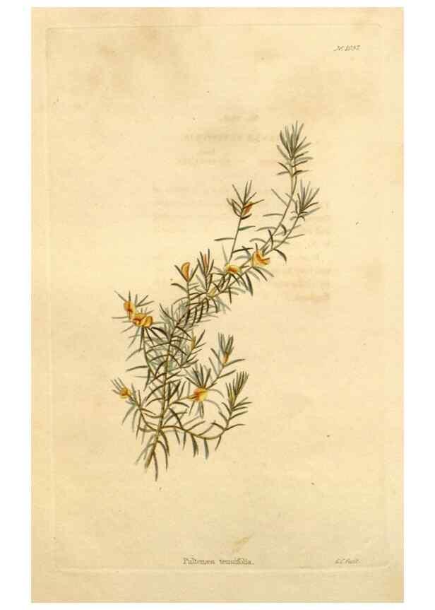 Reproducción/Reproduction 48782769851: The botanical cabinet. London :John & Arthur Arch ...,1817-1833.. 
